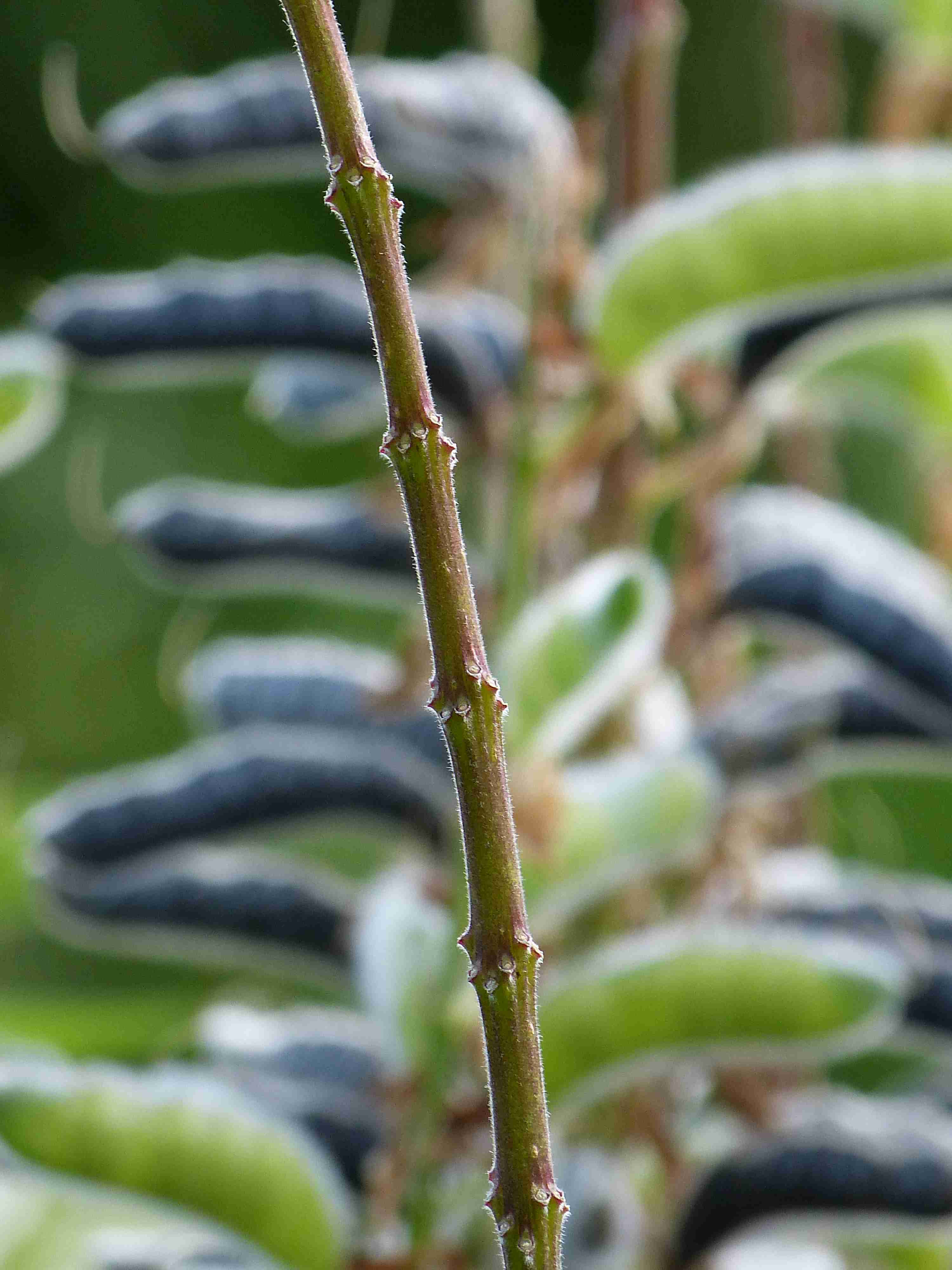 LF_P1000217_2.jpg