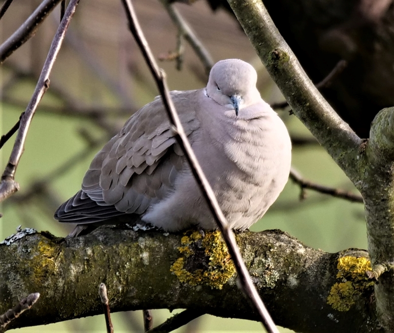 P1022187R (2) 800x677.JPG