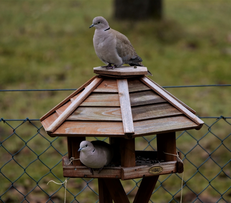 P1022218 (2) 800x706.JPG