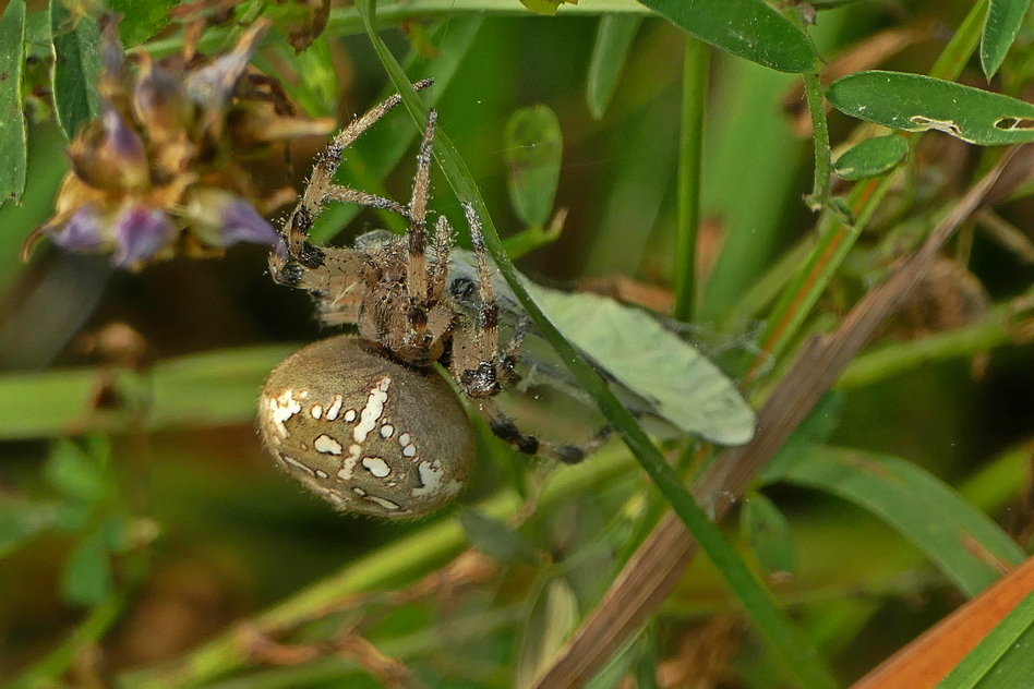 P1190778 (2019_02_21 23_08_00 UTC).JPG