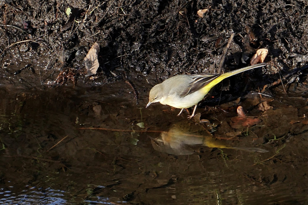 Gebirgsstelze - gespiegelt.jpg