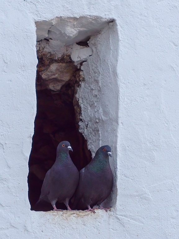 comp_P1023629 Tauben.jpg