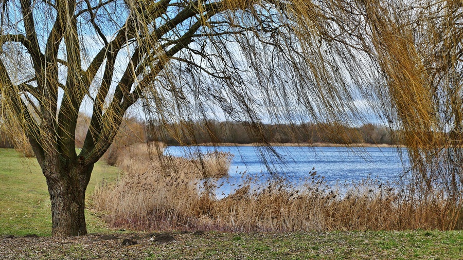 P1260384 beaverkl.jpg
