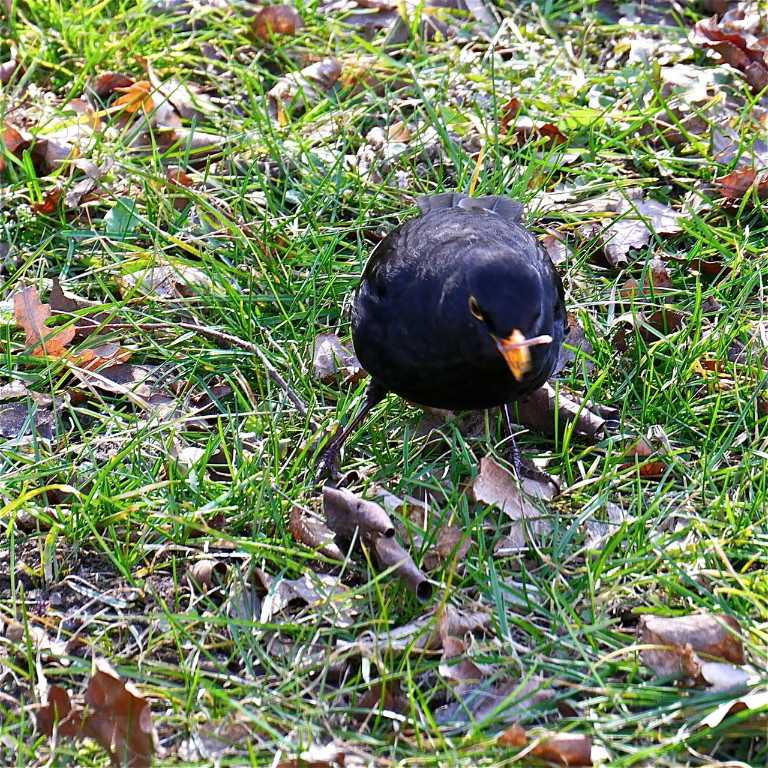 Amsel mit Wurm 1.jpg