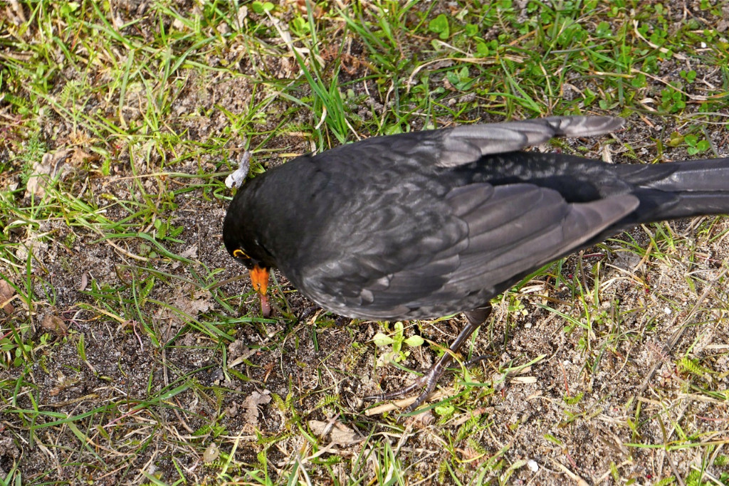 Amsel mit Wurm 2.jpg