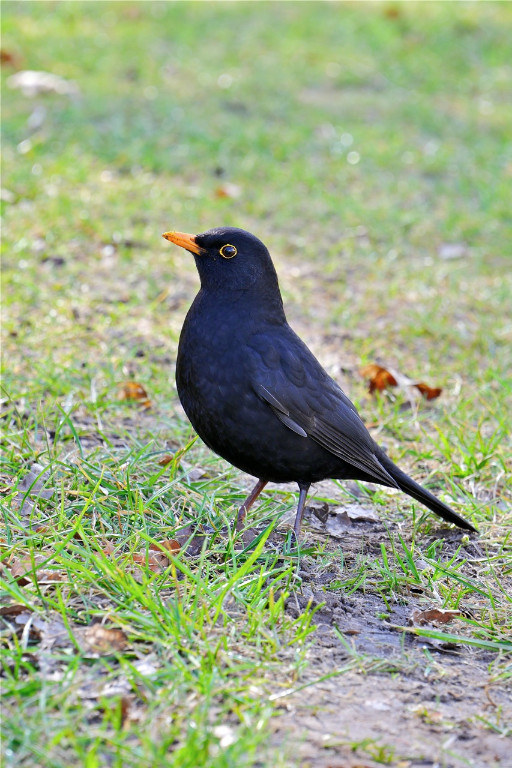 Amsel, 2 Meter.jpg