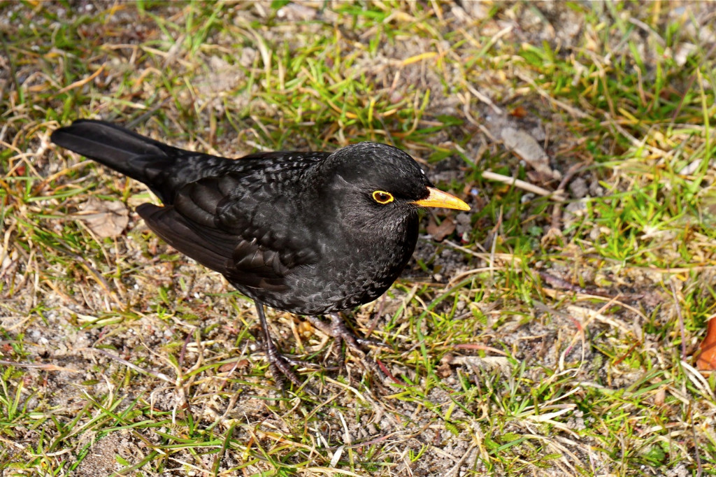 Amsel zu meinen Füßen.jpg