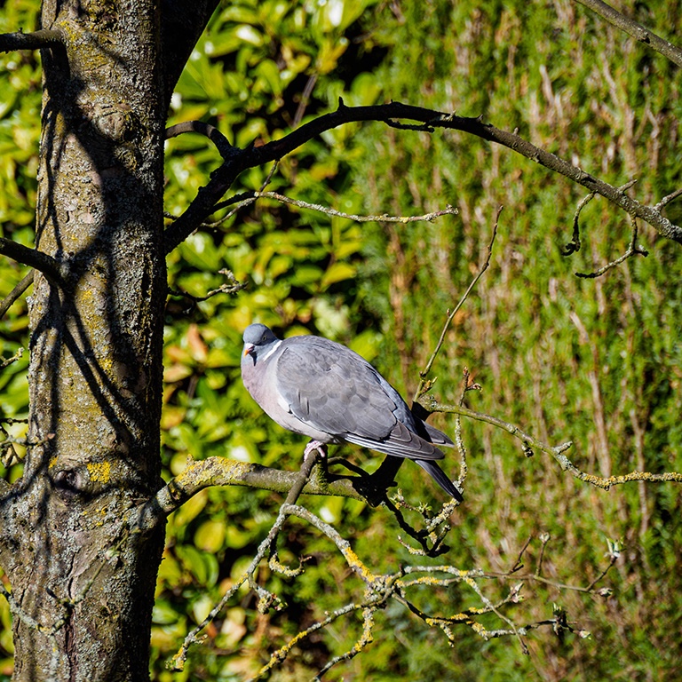 Ringeltaube im Apfelbaum.jpg
