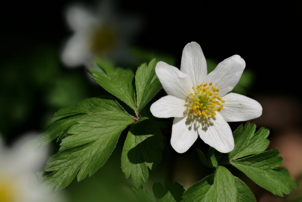 2021-03-31 14-37-29 (0001)_Stack28.jpg