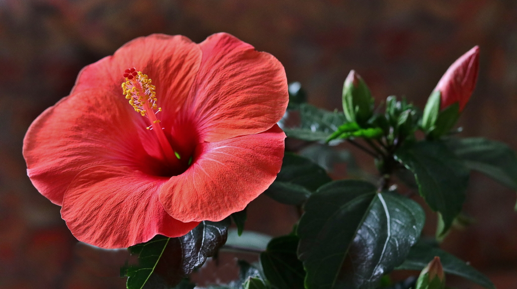 Hibiskus_2_1.jpg