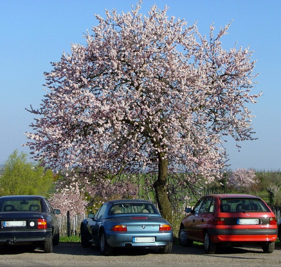 Mandelblüte Gimmeldingen_1.jpg