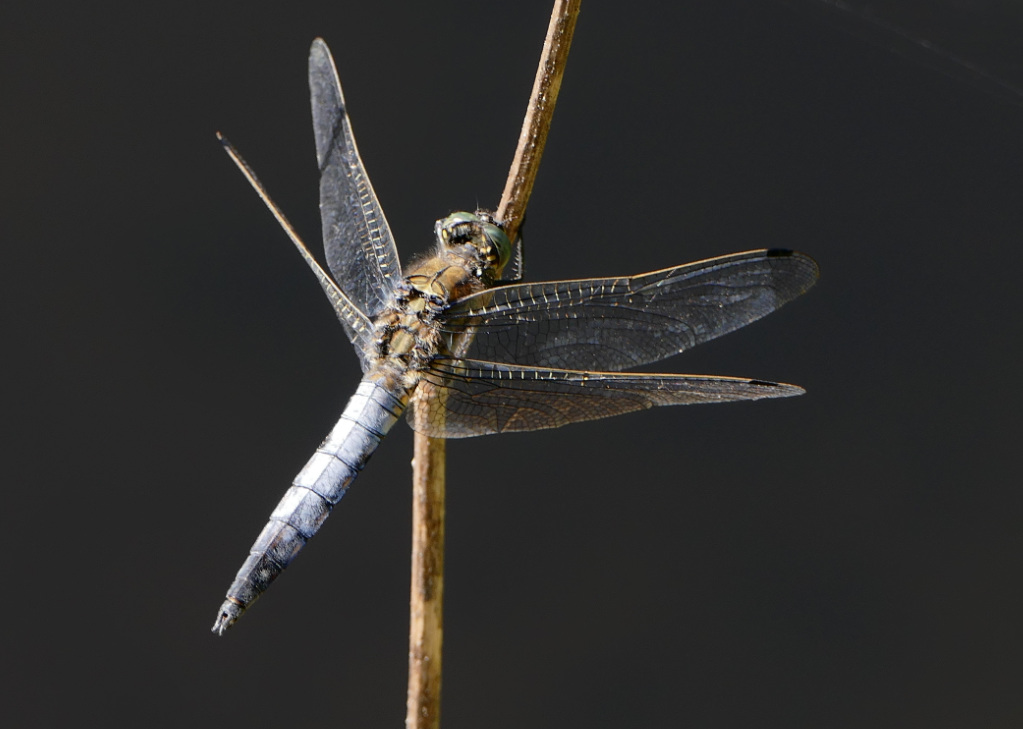 P1260158klein.jpg