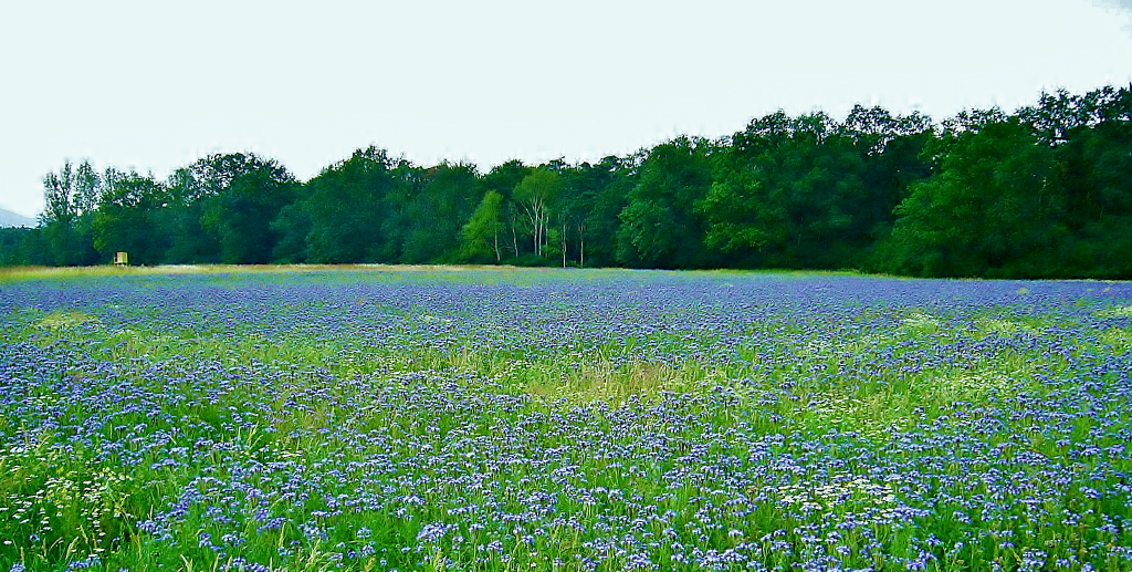 Phacelia-Büschelschön 2_2_1.JPG