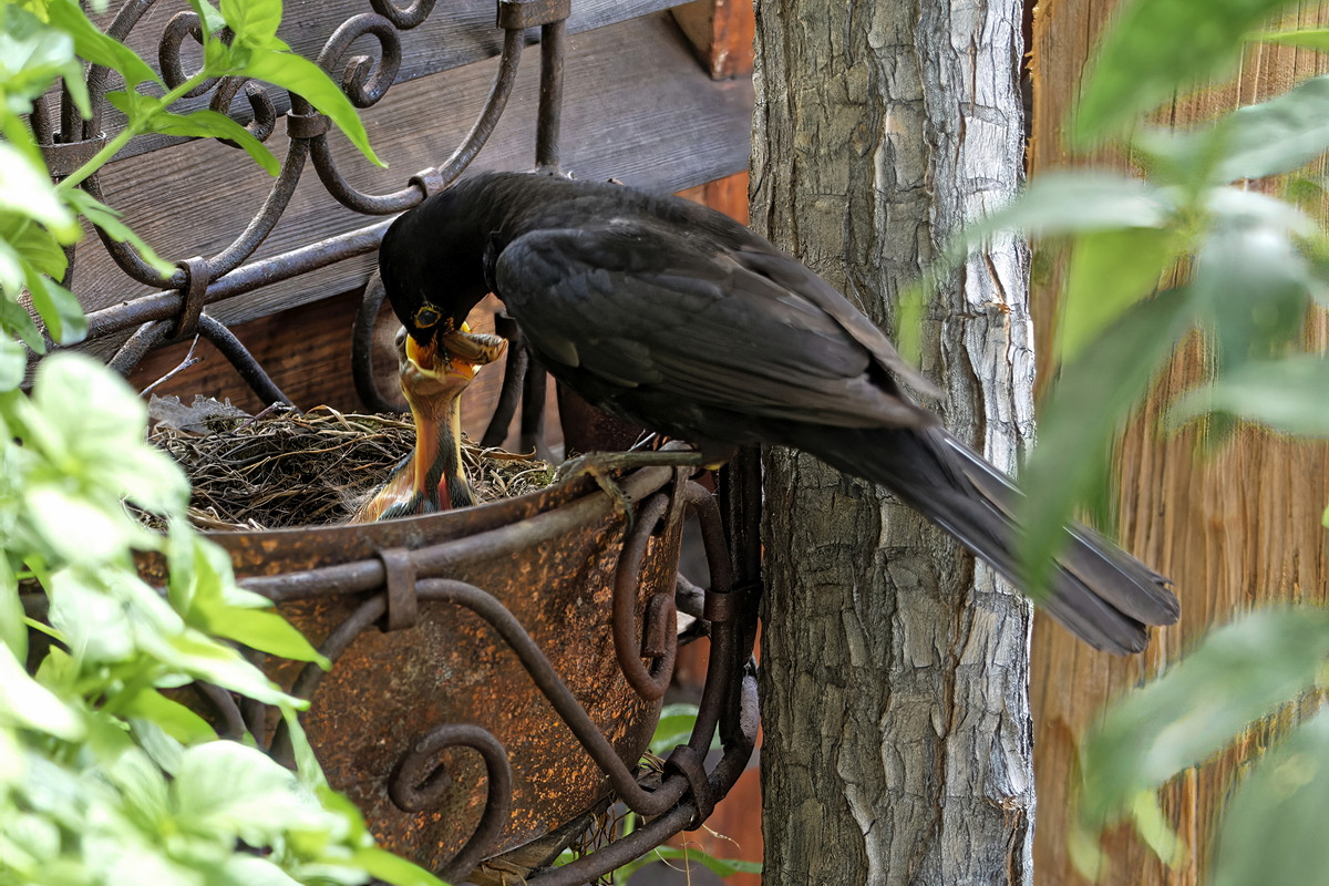 Amsel 2021 01.jpg