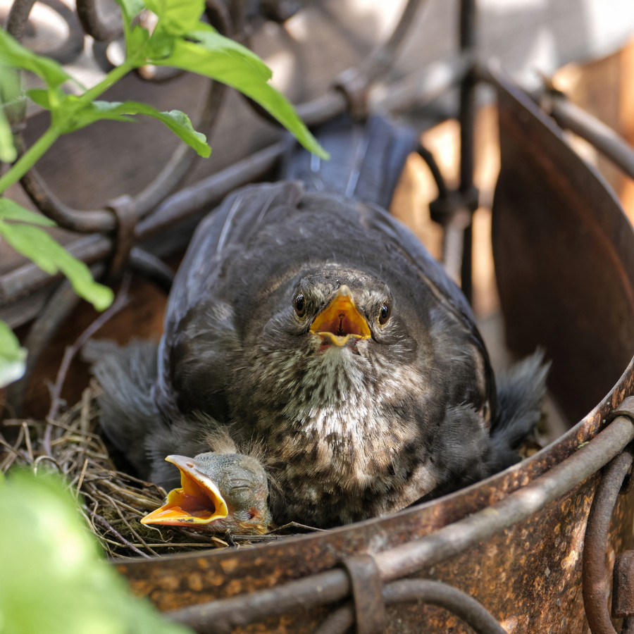 Amsel 2021 03.jpg