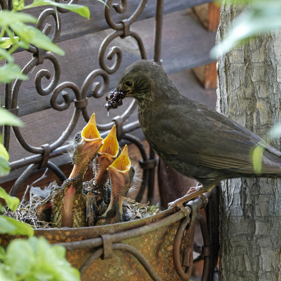 Amsel 2021 02.jpg