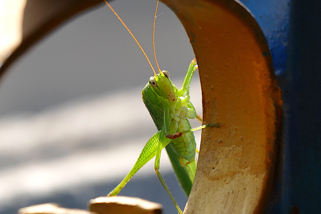 P1010146 Kopie.JPG