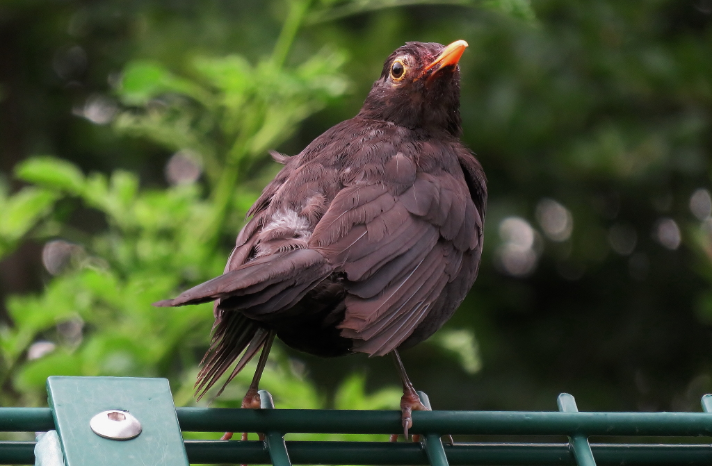 Amsel II_1.JPG