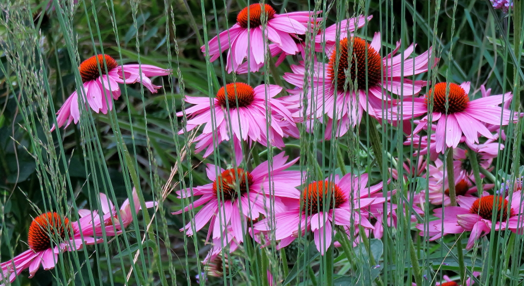 Florale Strukturen_1.JPG