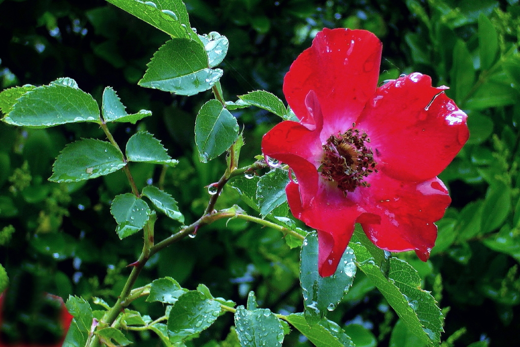 Wildrose 1_NEW_1.jpg