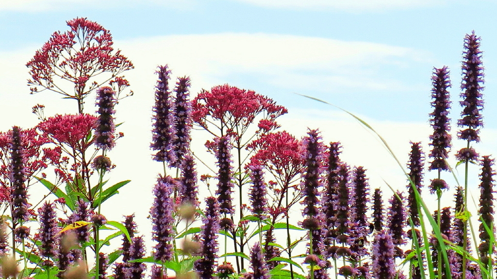 Florale Strukturen II.jpg