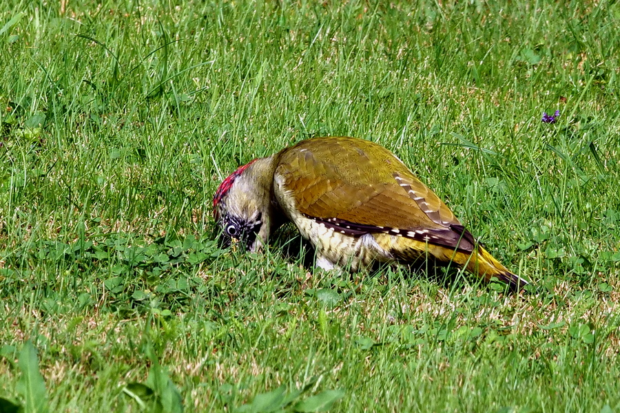 P1045044 Autofarbe 900x600.JPG