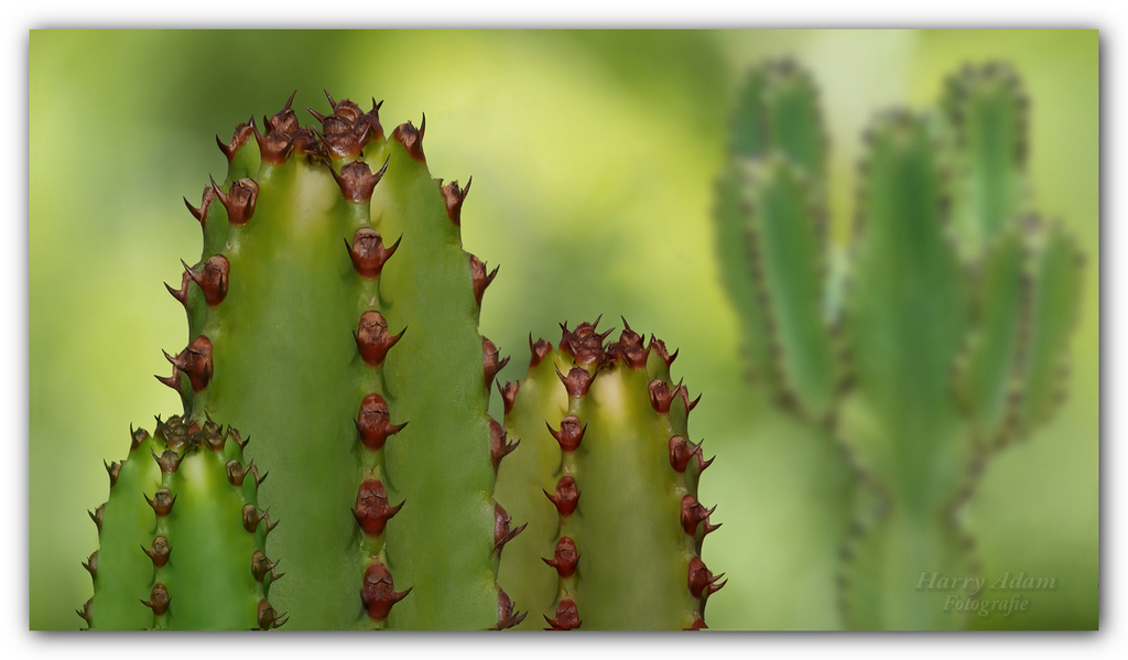 Cactus - Composing in front of green background.jpg