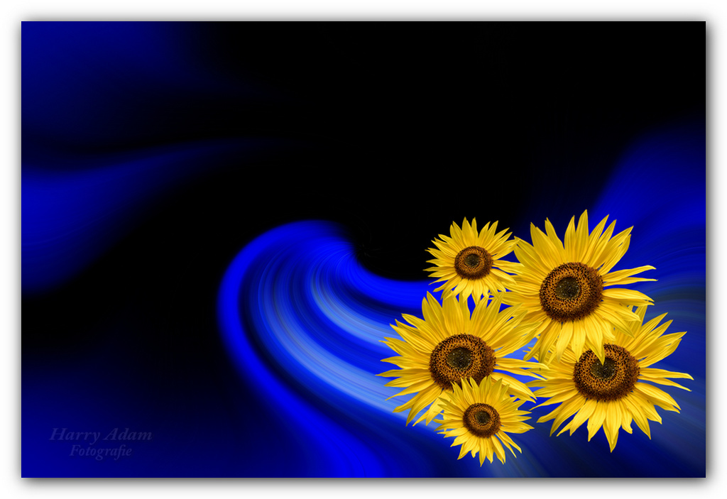 Bouquet of sunflower abstract background.jpg