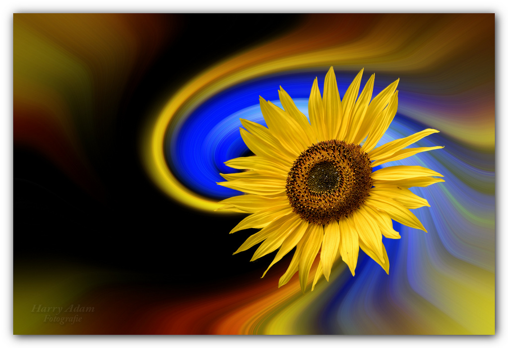 Sunflower in front of a abstract background.jpg