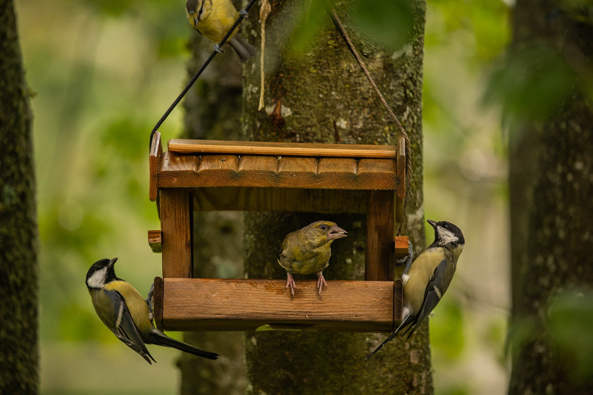 Vogelhaus 2.jpg