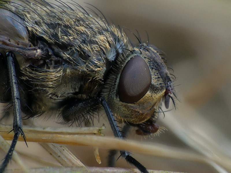 Schmeißfliege.jpg