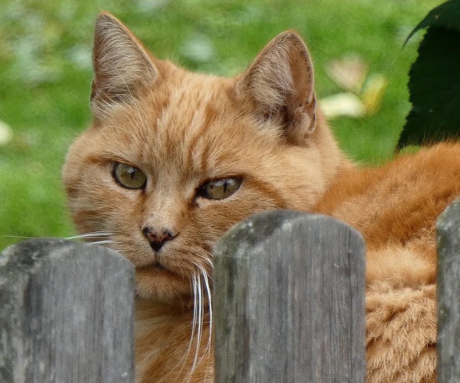 P1070256 900 x 750 100 Prozent.JPG