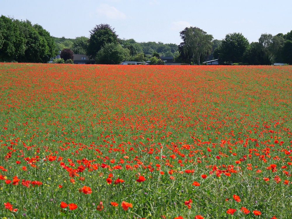 Mohn ohne Ende.jpg