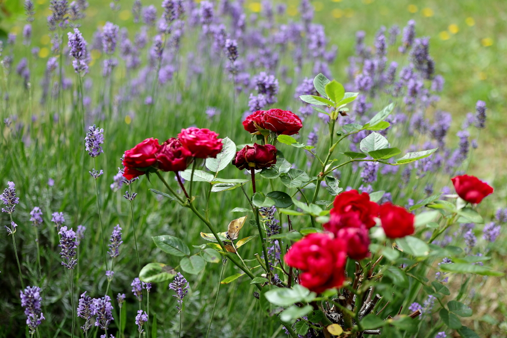 Rosen u. Lavendel_1.JPG