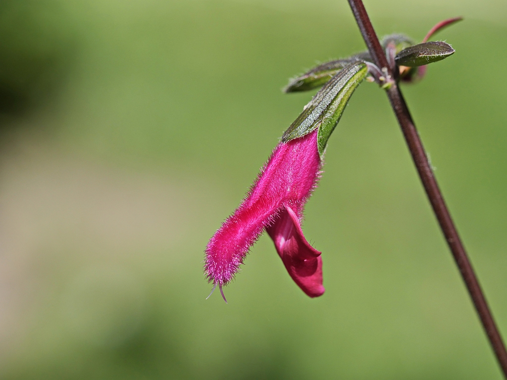 Salvia buchananii.jpg