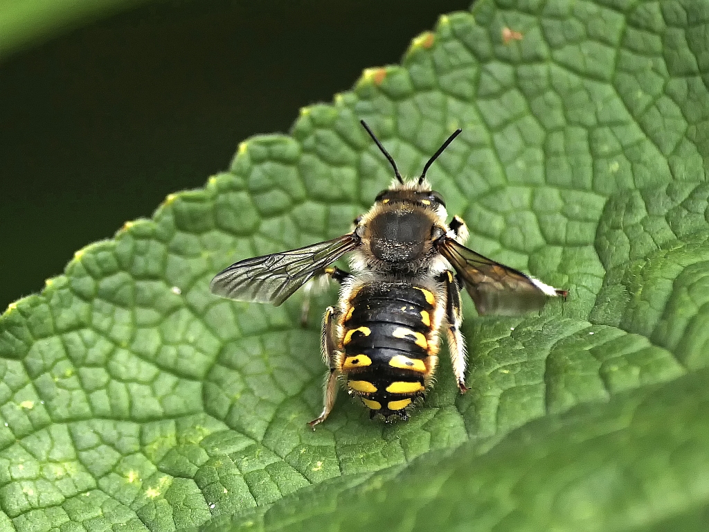 Garten-Wollbiene.jpg