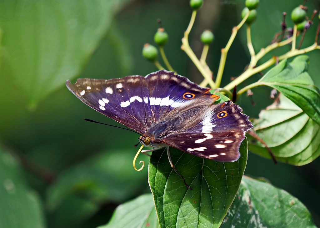 Schillerfalter auf Blatt.jpg