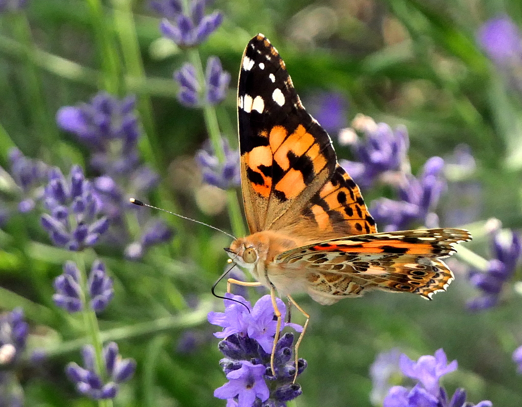 P1170308 Autof Kontr 5 Grün -3 2050 x 1600 50 Proz Schärfen 3.JPG