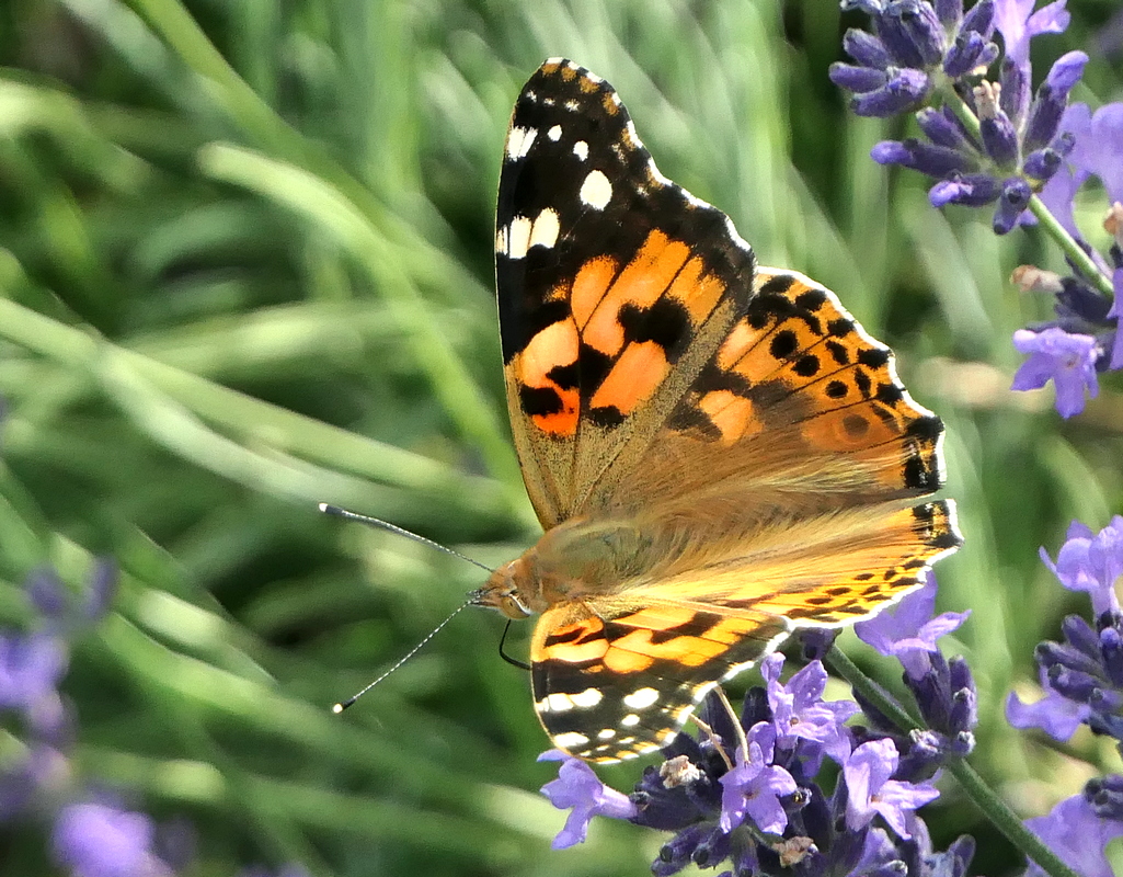 P1170314 Autof Kontr 5 Grün -3 2050 x 1600 50 Proz Schärfen 3.JPG