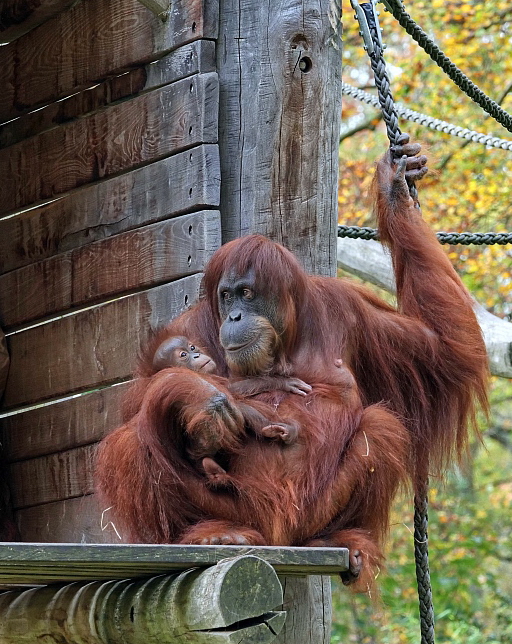 Orang Hochformat.jpg