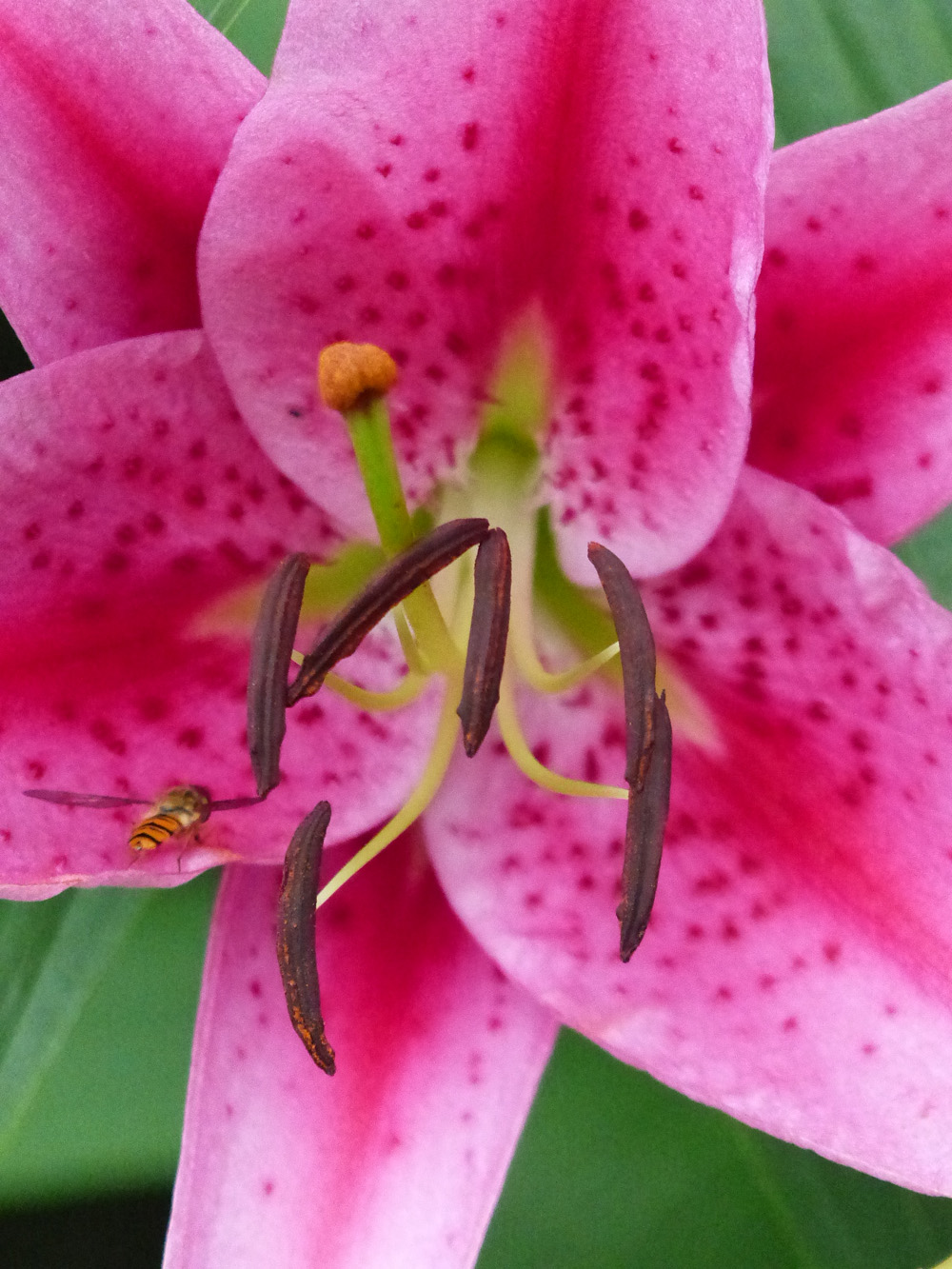 FZ200 ISO 1600.jpg
