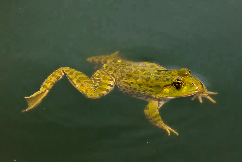 Frosch-Bearbeitet.jpg
