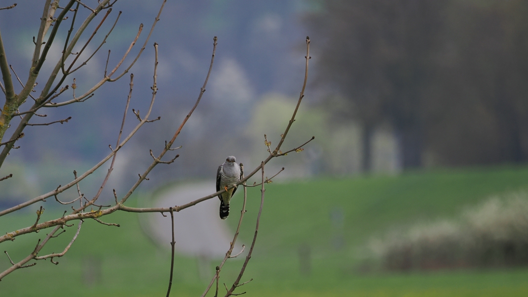 comp_Kuckukck (3).jpg