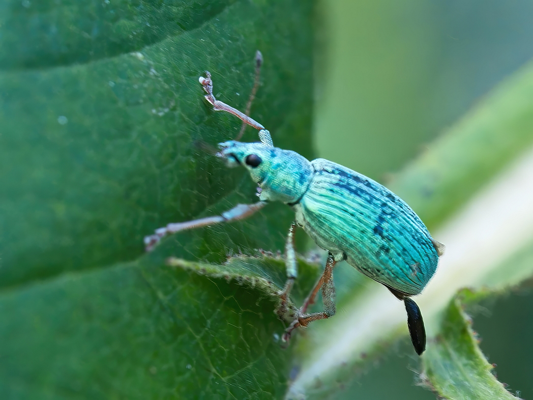 grüner Rüsselkäfer erleichtert sich.jpg