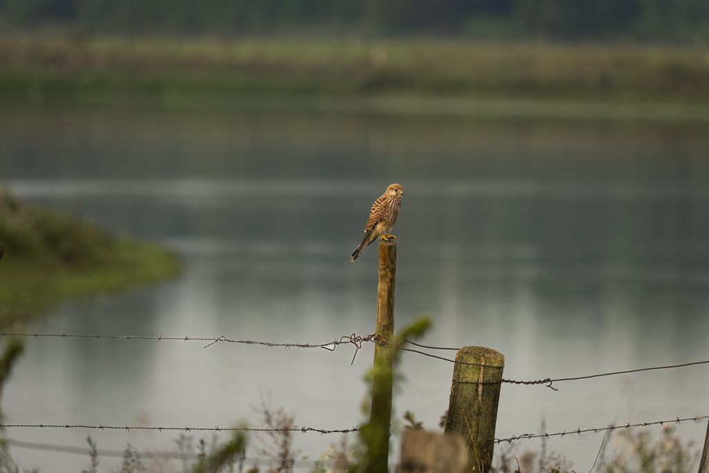 _1041898 Kopie 1024.jpg