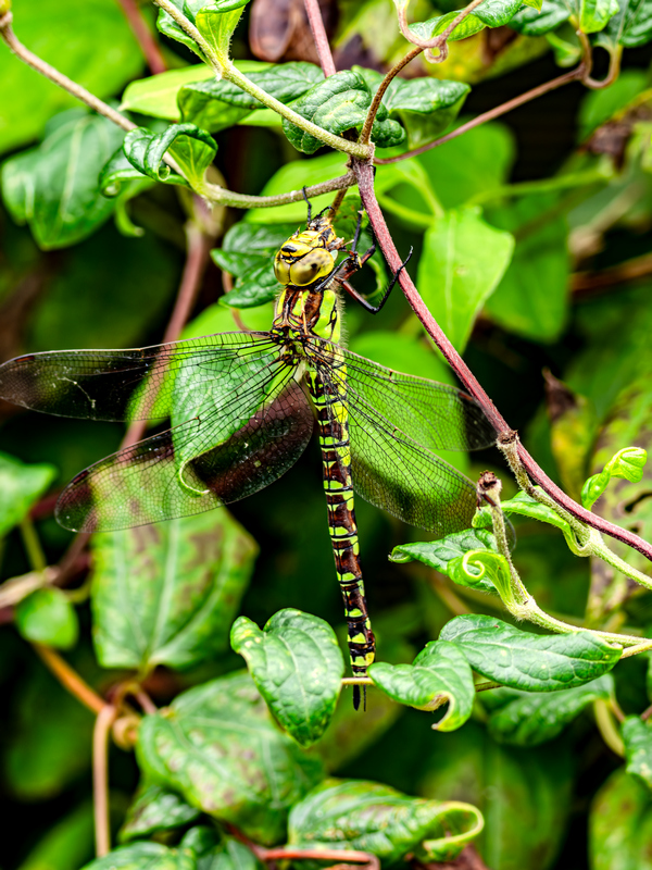 Libelle an einer Clematis-klein.jpg