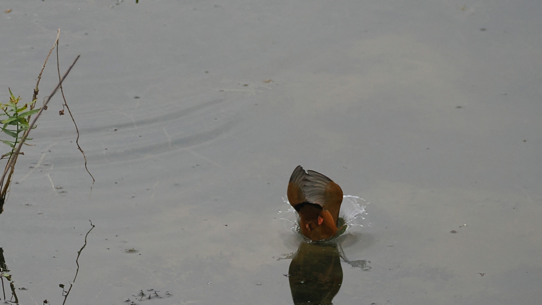 comp_SASC4352 (1).jpg