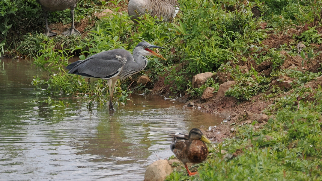 comp_SASC4484 (1).jpg