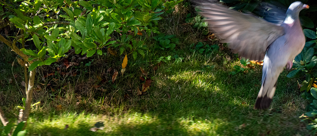 wegfliegende Taube.jpg