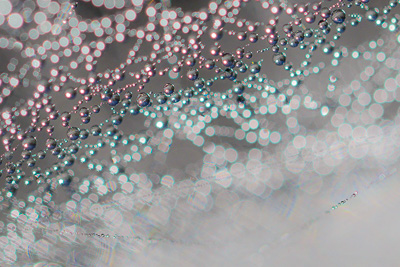 Spinnennetz Detail.jpg